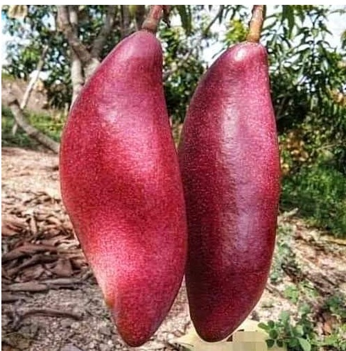 Red Banana Mango